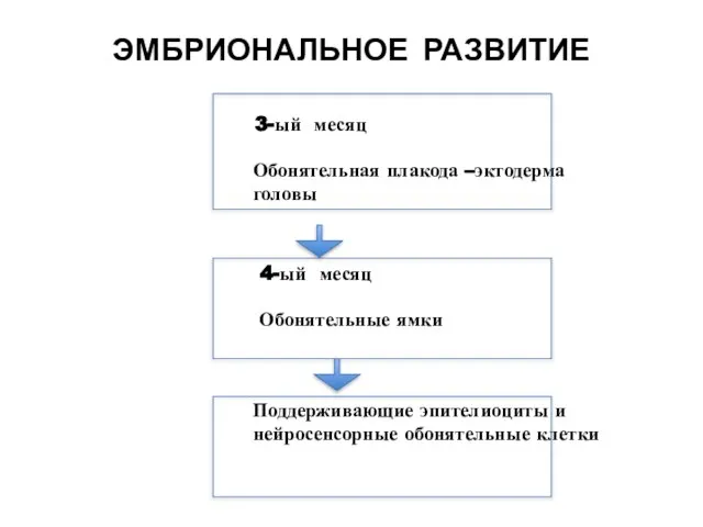 Обонятельная плакода –эктодерма головы Обонятельные ямки 4-ый месяц Поддерживающие эпителиоциты и нейросенсорные