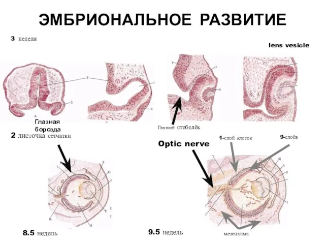 ЭМБРИОНАЛЬНОЕ РАЗВИТИЕ 2 листочка сетчатки Optic nerve 8.5 недель 9.5 недель 1-слой