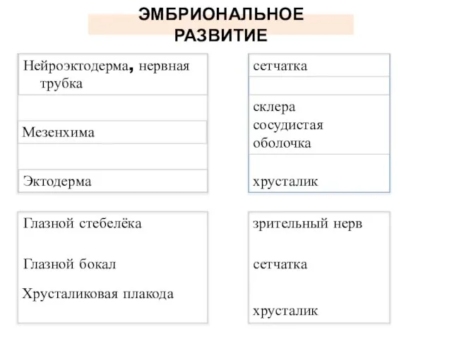 ЭМБРИОНАЛЬНОЕ РАЗВИТИЕ Нейроэктодерма, нервная трубка Мезенхима Эктодерма сетчатка склера сосудистая оболочка хрусталик