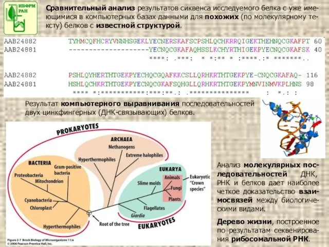 Сравнительный анализ результатов сиквенса исследуемого белка с уже име-ющимися в компьютерных базах