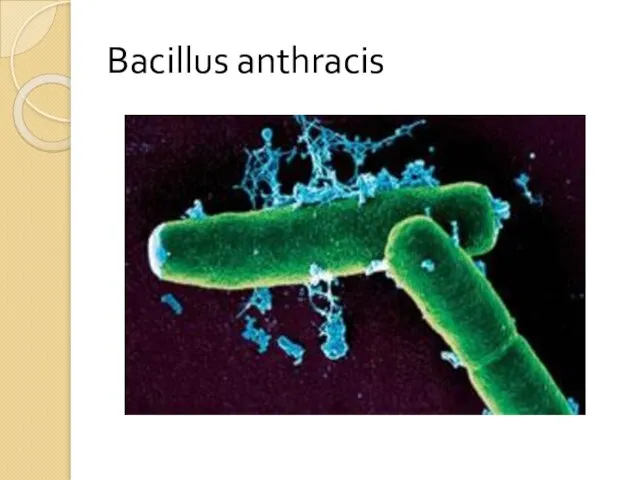 Bacillus anthracis