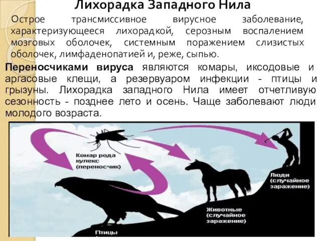 Лихорадка Западного Нила Острое трансмиссивное вирусное заболевание, характеризующееся лихорадкой, серозным воспалением мозговых