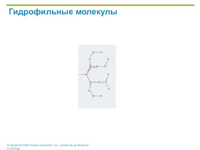 Гидрофильные молекулы