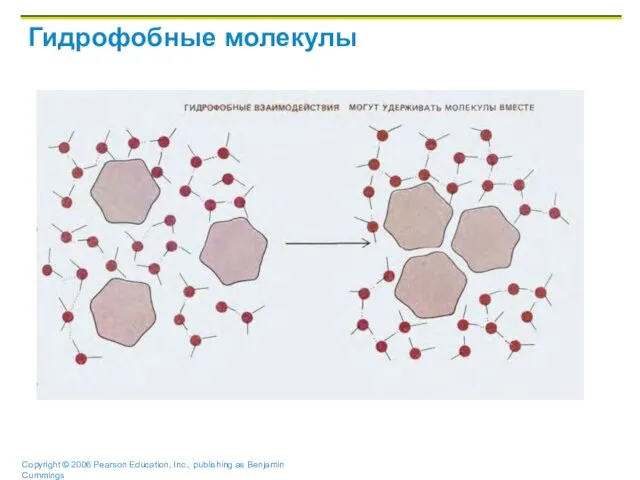 Гидрофобные молекулы