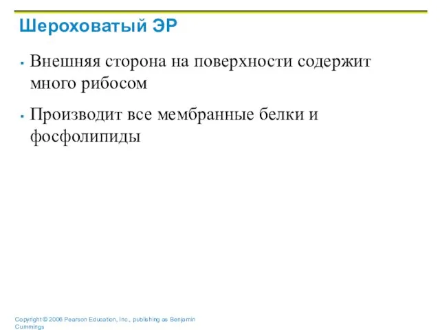 Шероховатый ЭР Внешняя сторона на поверхности содержит много рибосом Производит все мембранные белки и фосфолипиды