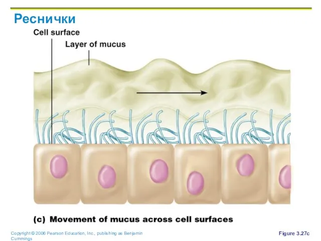 Реснички Figure 3.27c