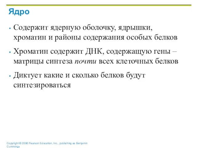 Ядро Содержит ядерную оболочку, ядрышки, хроматин и районы содержания особых белков Хроматин