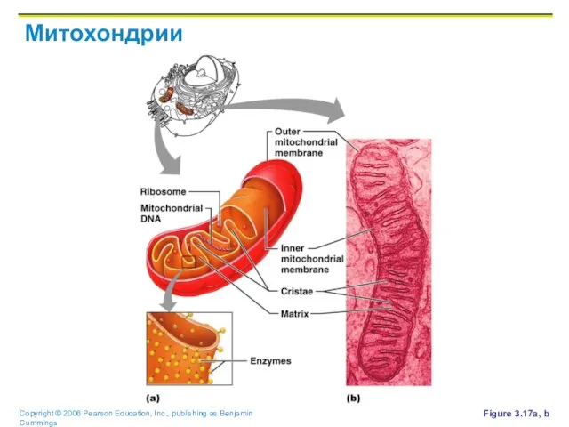 Митохондрии Figure 3.17a, b