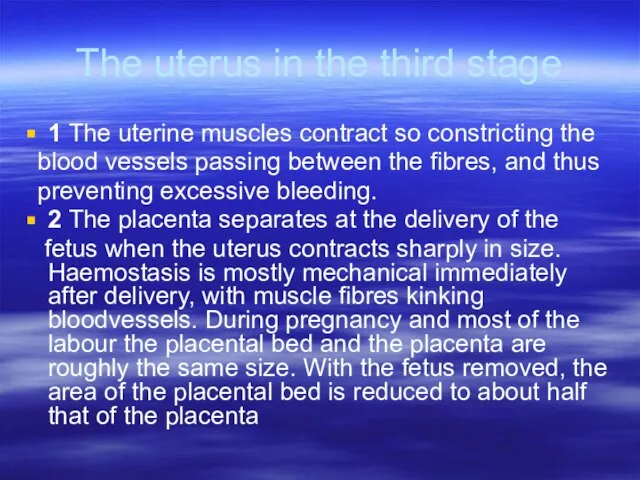 The uterus in the third stage 1 The uterine muscles contract so