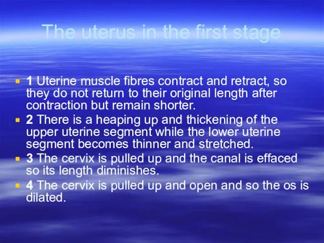 The uterus in the first stage 1 Uterine muscle fibres contract and