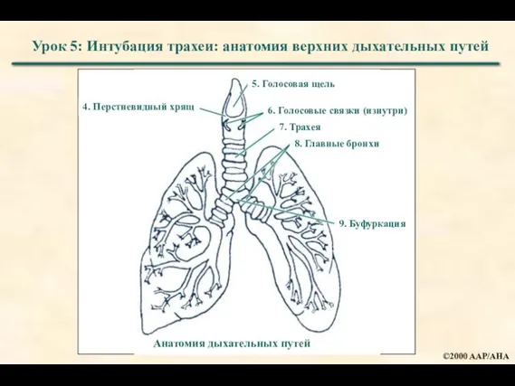 Урок 5: Интубация трахеи: анатомия верхних дыхательных путей Анатомия дыхательных путей 4.