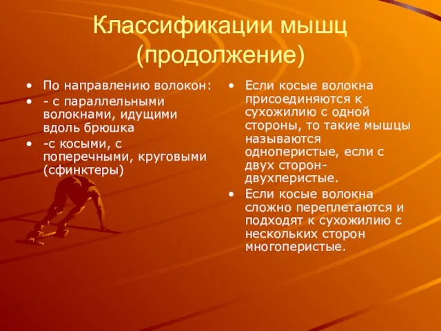 Классификации мышц (продолжение) По направлению волокон: - с параллельными волокнами, идущими вдоль