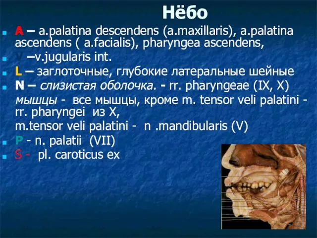 Нёбо A – a.palatina descendens (a.maxillaris), a.palatina ascendens ( a.facialis), pharyngea ascendens,