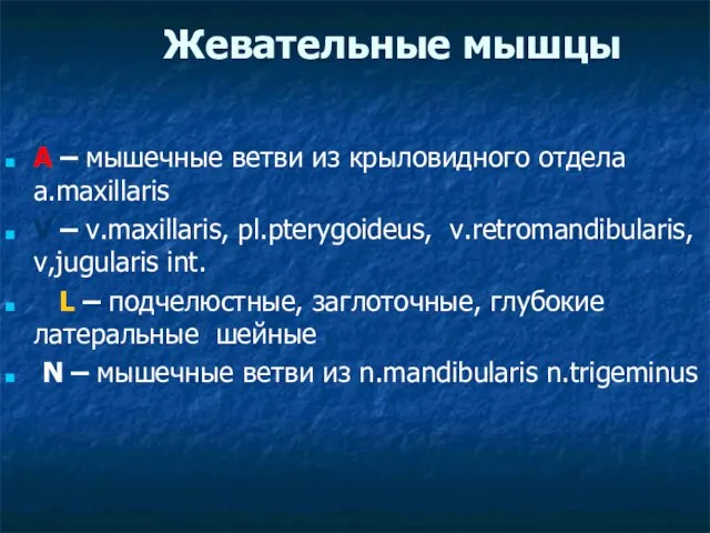 Жевательные мышцы A – мышечные ветви из крыловидного отдела a.maxillaris V –