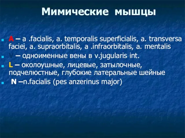 Мимические мышцы A – a .facialis, a. temporalis superficialis, a. transversa faciei,