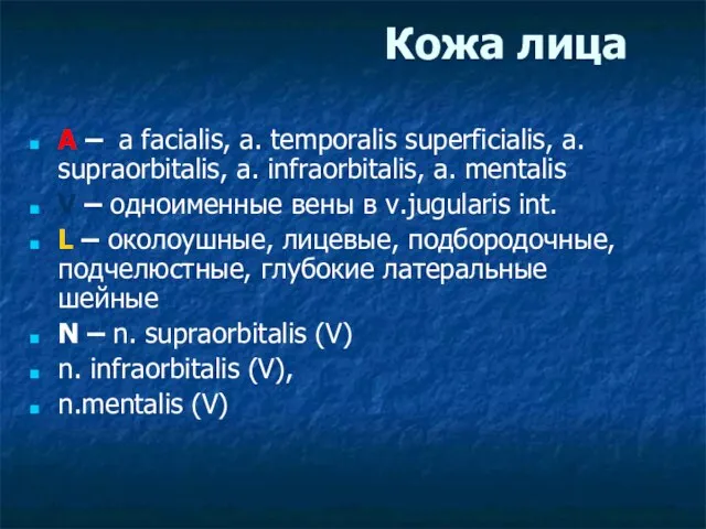 Кожа лица A – a facialis, a. temporalis superficialis, a. supraorbitalis, a.