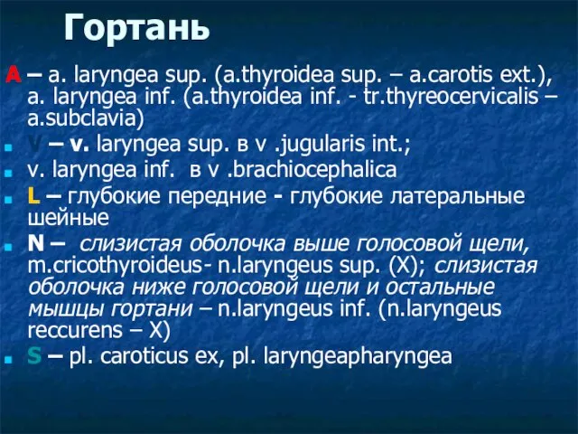 Гортань A – a. laryngea sup. (a.thyroidea sup. – a.carotis ext.), a.