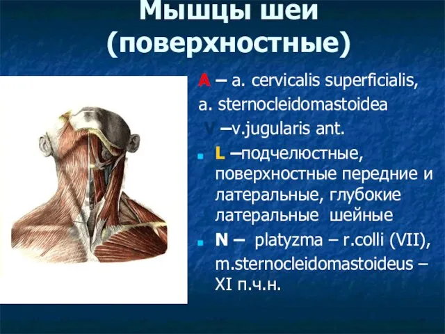 Мышцы шеи (поверхностные) A – a. cervicalis superficialis, a. sternocleidomastoidea V –v.jugularis
