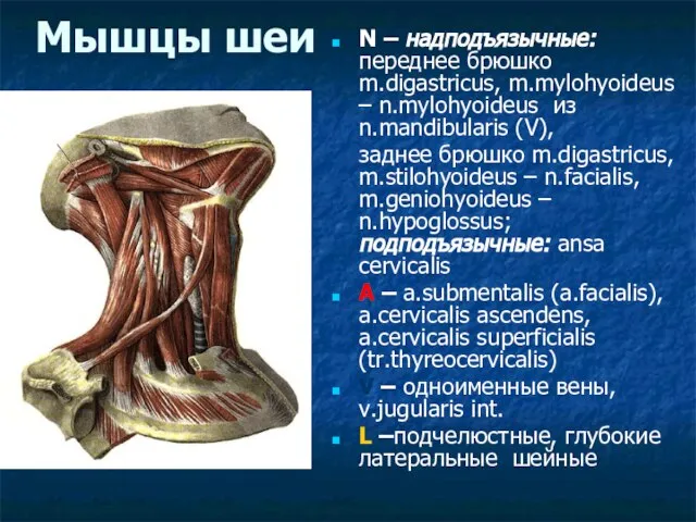 Мышцы шеи N – надподъязычные: переднее брюшко m.digastricus, m.mylohyoideus – n.mylohyoideus из