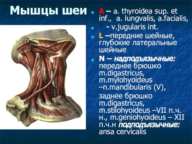 Мышцы шеи A – a. thyroidea sup. et inf., a. lungvalis, a.facialis,