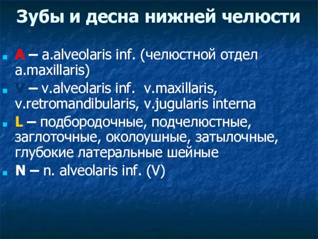 Зубы и десна нижней челюсти A – a.alveolaris inf. (челюстной отдел a.maxillaris)