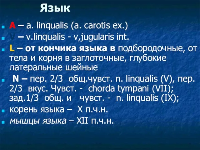 Язык A – a. linqualis (a. carotis ex.) V – v.linqualis -