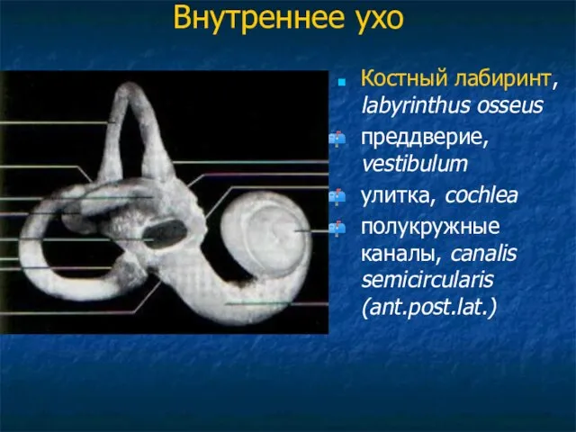 Внутреннее ухо Костный лабиринт, labyrinthus osseus преддверие, vestibulum улитка, cochlea полукружные каналы, canalis semicircularis (ant.post.lat.)