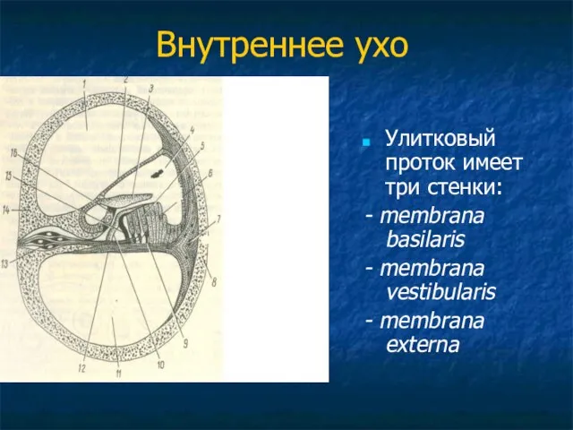 Внутреннее ухо Улитковый проток имеет три стенки: - membrana basilaris - membrana vestibularis - membrana externa