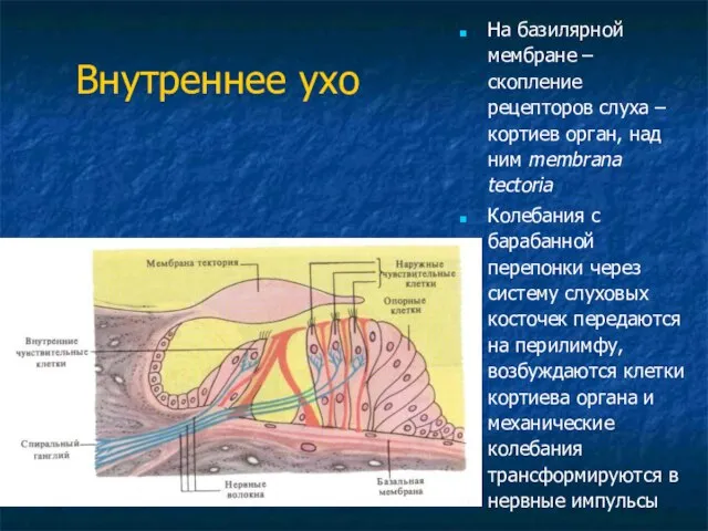 Внутреннее ухо На базилярной мембране – скопление рецепторов слуха – кортиев орган,