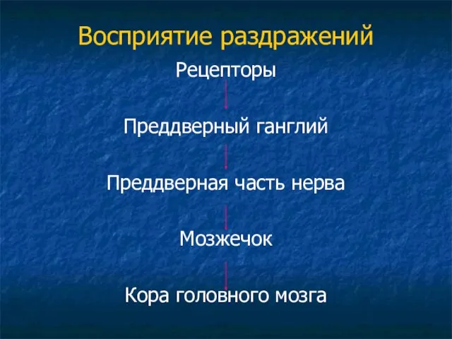 Восприятие раздражений Рецепторы Преддверный ганглий Преддверная часть нерва Мозжечок Кора головного мозга