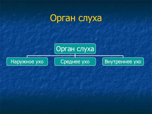 Орган слуха