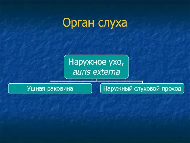 Орган слуха