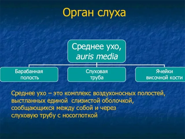 Орган слуха Среднее ухо – это комплекс воздухоносных полостей, выстланных единой слизистой