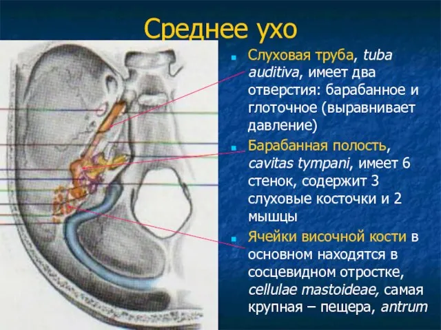 Среднее ухо Слуховая труба, tuba auditiva, имеет два отверстия: барабанное и глоточное