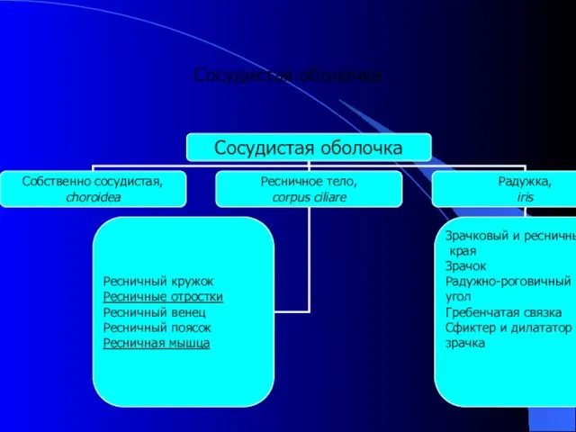 Сосудистая оболочка