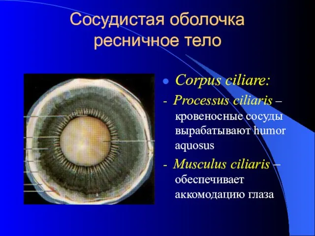 Сосудистая оболочка ресничное тело Corpus ciliare: - Processus ciliaris – кровеносные сосуды