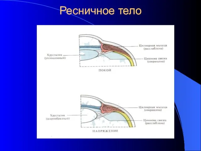 Ресничное тело