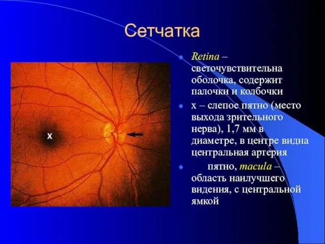 Сетчатка Retina – светочувствительна оболочка, содержит палочки и колбочки x – слепое