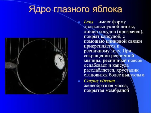 Ядро глазного яблока Lens – имеет форму двояковыпуклой линзы, лишен сосудов (прозрачен),