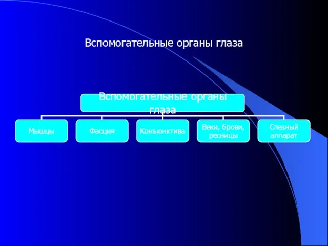 Вспомогательные органы глаза