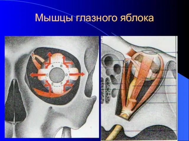 Мышцы глазного яблока