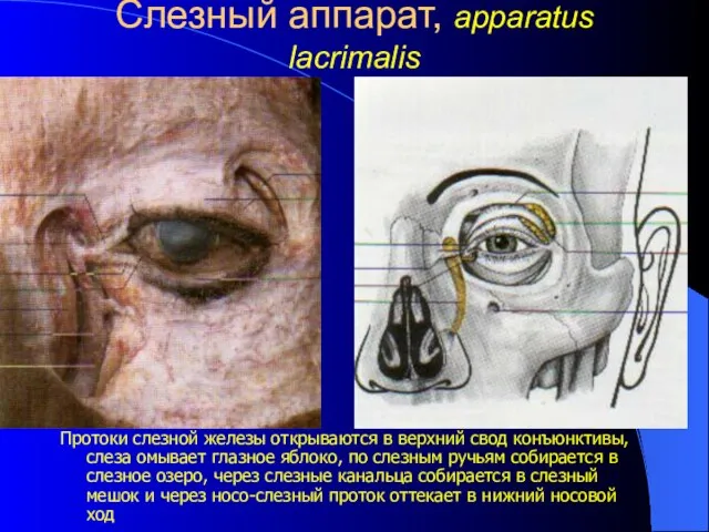 Слезный аппарат, apparatus lacrimalis Протоки слезной железы открываются в верхний свод конъюнктивы,