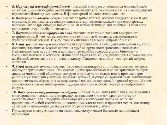 5. Наружный плексиформный слой - это слой, с которого начинается мозговой слой