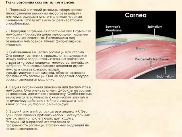 Ткань роговицы состоит из пяти слоев. 1. Передний эпителий роговицы сформирован многогранными