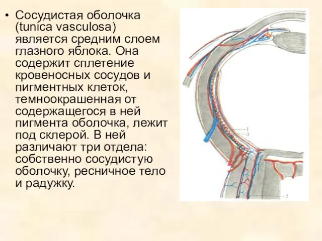 Сосудистая оболочка (tunica vasculosa) является средним слоем глазного яблока. Она содержит сплетение