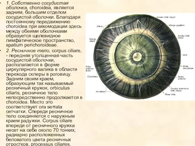 1. Собственно сосудистая оболочка, choroidea, является задним, большим отделом сосудистой оболочки. Благодаря