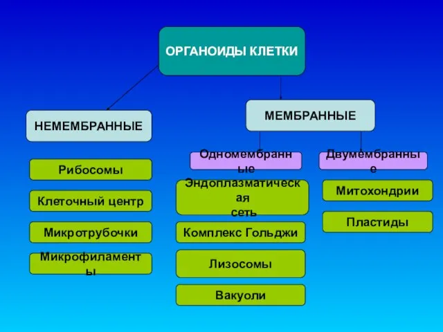 ОРГАНОИДЫ КЛЕТКИ НЕМЕМБРАННЫЕ МЕМБРАННЫЕ Одномембранные Двумембранные Рибосомы Клеточный центр Микротрубочки Микрофиламенты Эндоплазматическая