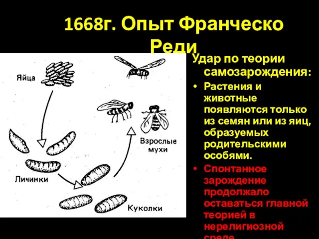 1668г. Опыт Франческо Реди Удар по теории самозарождения: Растения и животные появляются