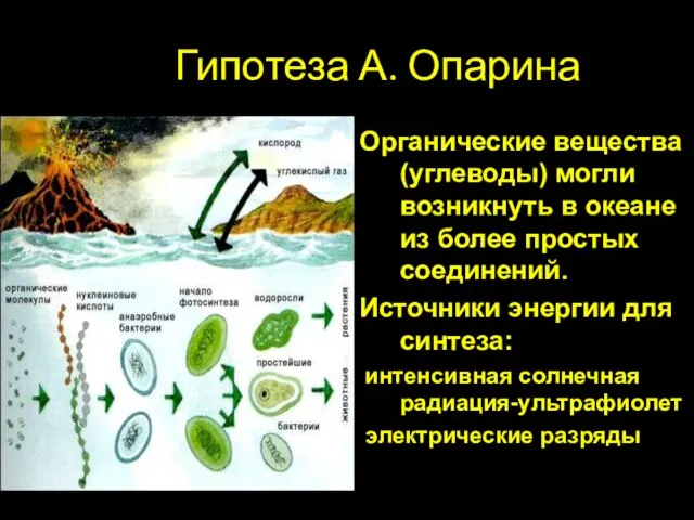 Гипотеза А. Опарина Органические вещества (углеводы) могли возникнуть в океане из более