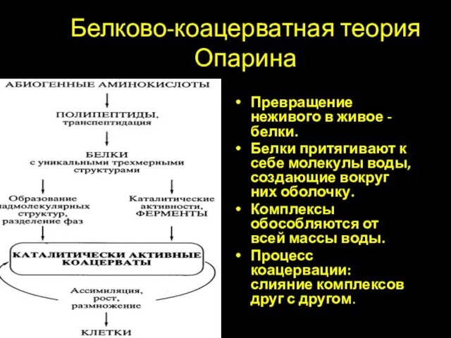 Белково-коацерватная теория Опарина Превращение неживого в живое - белки. Белки притягивают к